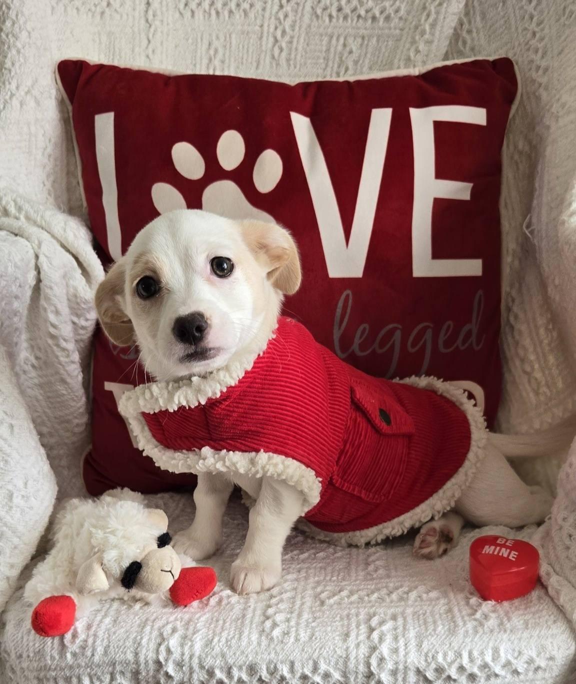 Rossa, adopted, Puppy Female Terrier.