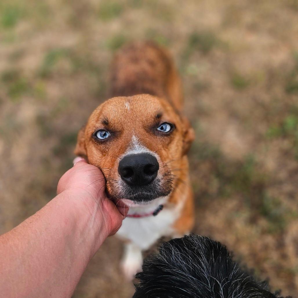 Pixie, a Adoptable mixed breed in Springfield, MO image 2/6