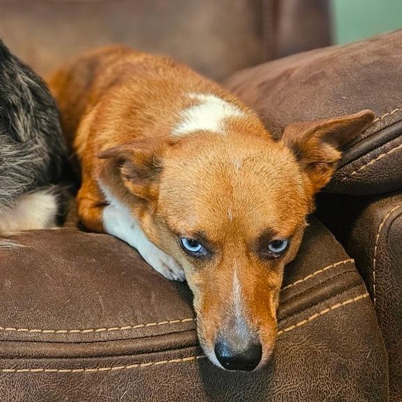 Pixie, a Adoptable mixed breed in Springfield, MO image 3/6