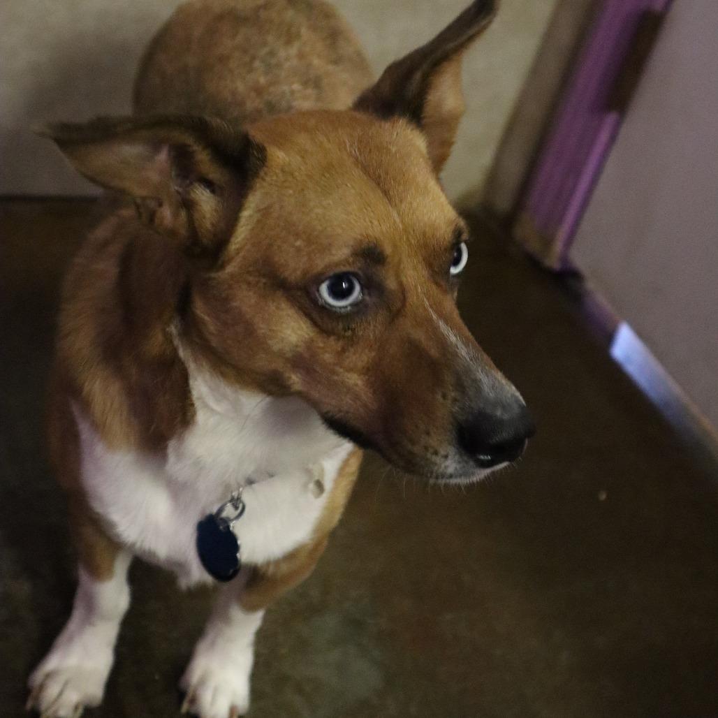 Pixie, a Adoptable mixed breed in Springfield, MO image 4/6