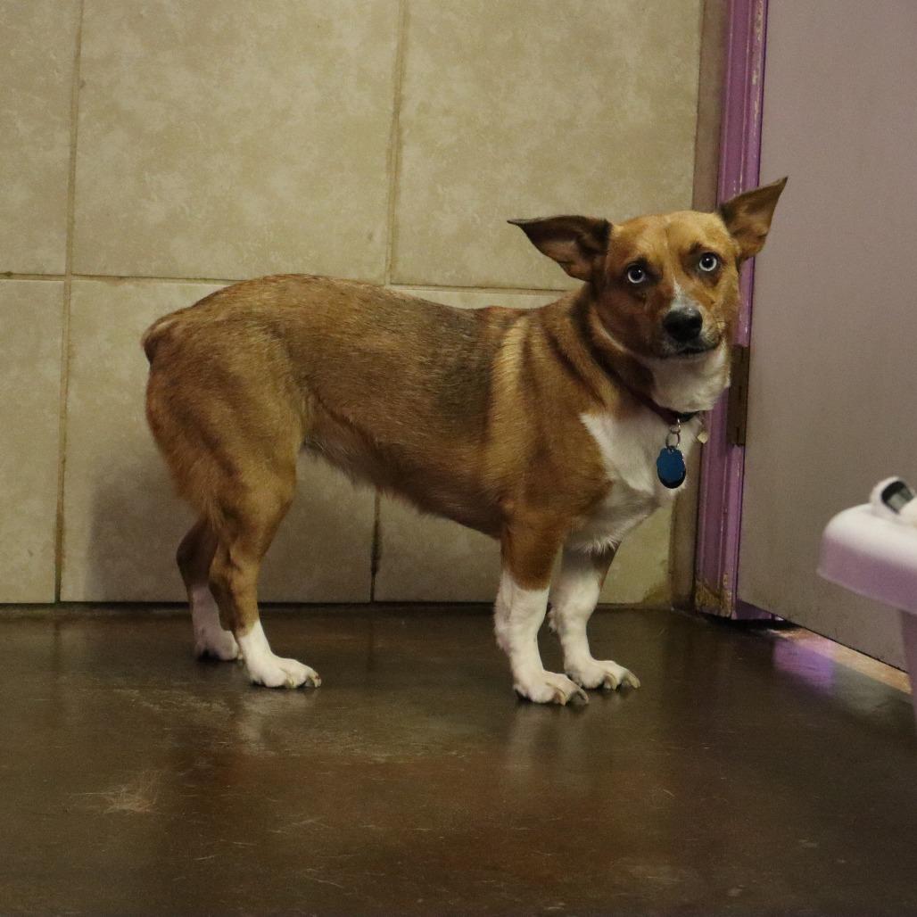 Pixie, a Adoptable mixed breed in Springfield, MO image 5/6