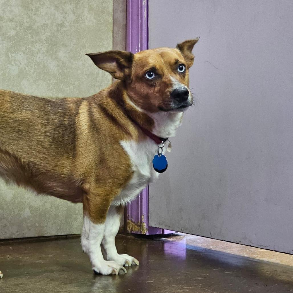 Pixie, a Adoptable mixed breed in Springfield, MO image 6/6