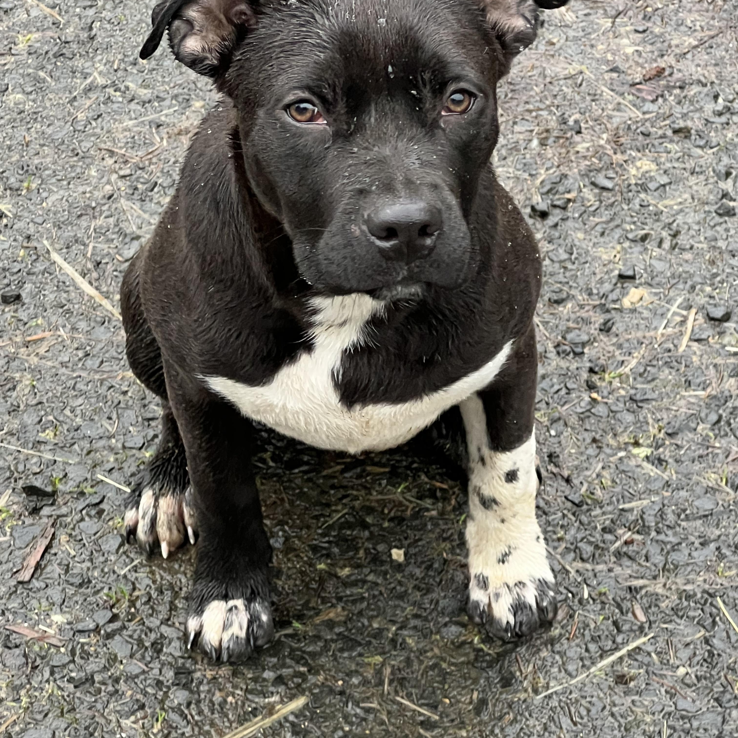 Enlarge Sister, a Adoptable mixed breed in Oakville, WA image 3/5
