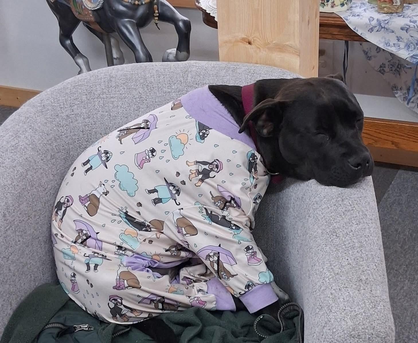 Sister, a Adoptable mixed breed in Oakville, WA image 6/6