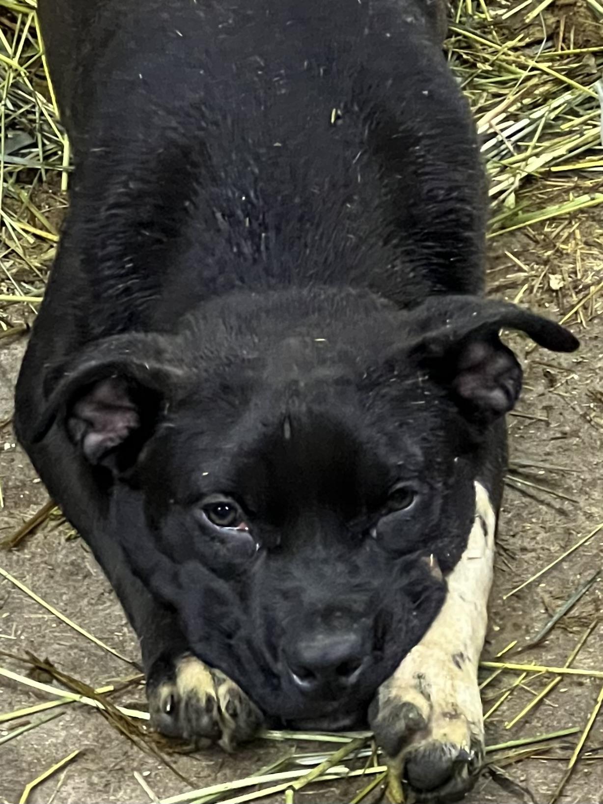 Enlarge Sister, a Adoptable mixed breed in Oakville, WA image 4/5