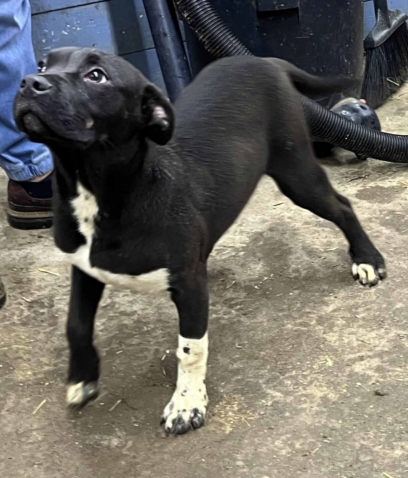 Enlarge Sister, a Adoptable mixed breed in Oakville, WA image 5/5