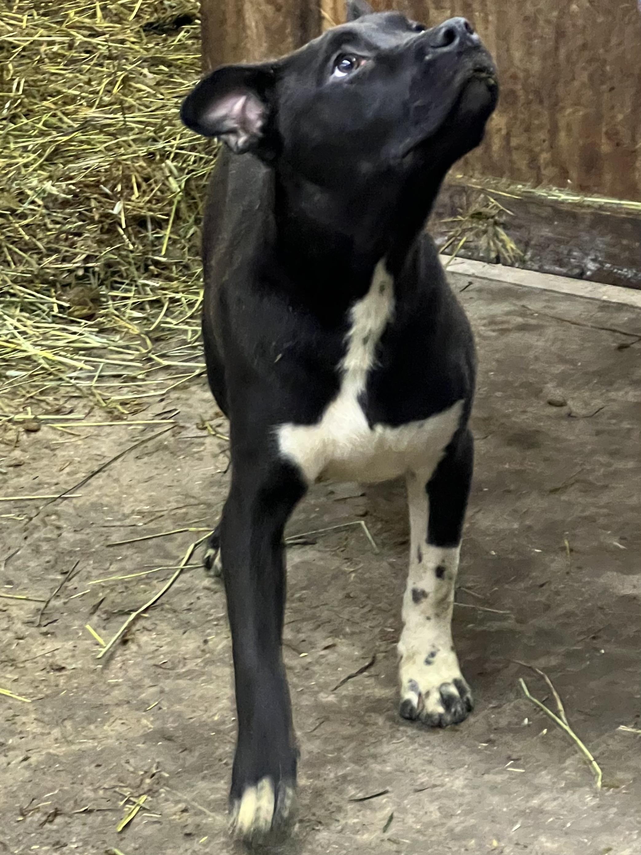 Sister, Adoptable, Puppy Female Pit Bull Terrier.