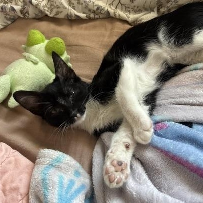 Melody, an adopted Domestic Short Hair in Denver, CO image 2/3