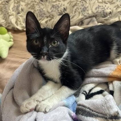 Melody, adopted, Kitten Female Domestic Short Hair.