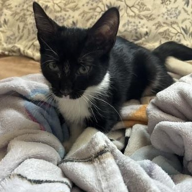 Melody, an adopted Domestic Short Hair in Denver, CO image 3/3