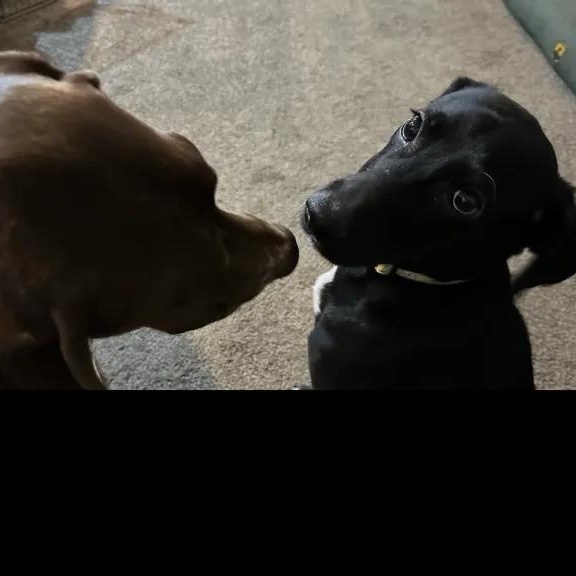 Enlarge Squirrel, a ADOPTABLE mixed breed in Midland, MI image 5/6