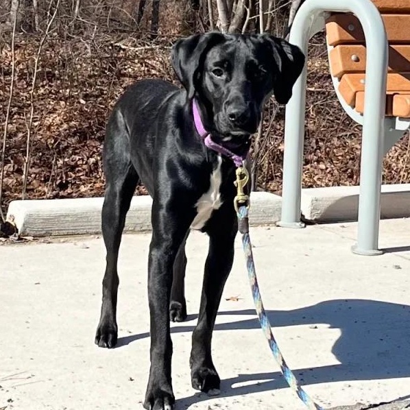 Enlarge Cole (aka Squirrel), an adoptable German Shorthaired Pointer in Midland, MI image 2/6