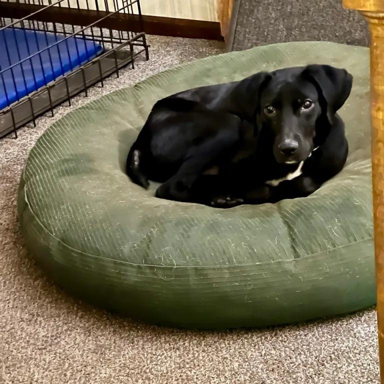 Enlarge Squirrel, a ADOPTABLE mixed breed in Midland, MI image 2/6
