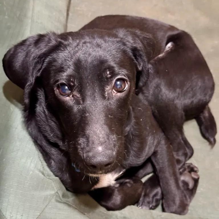 Enlarge Squirrel, a ADOPTABLE mixed breed in Midland, MI image 1/6