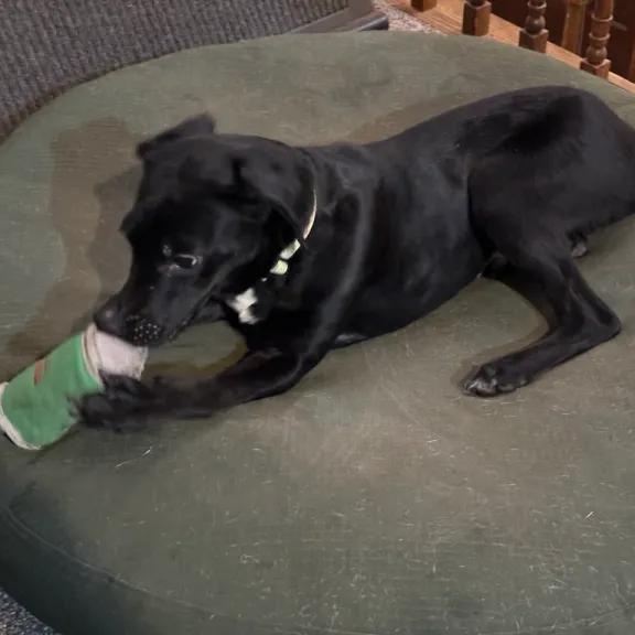 Enlarge Squirrel, a ADOPTABLE mixed breed in Midland, MI image 4/6