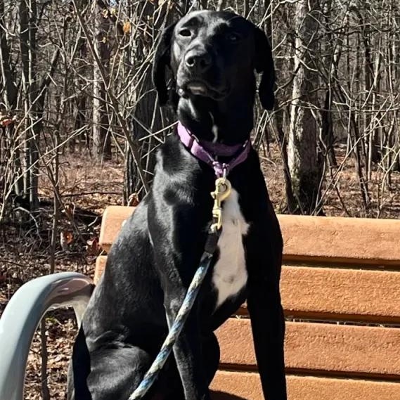 Enlarge Cole (aka Squirrel), an adoptable German Shorthaired Pointer in Midland, MI image 1/6