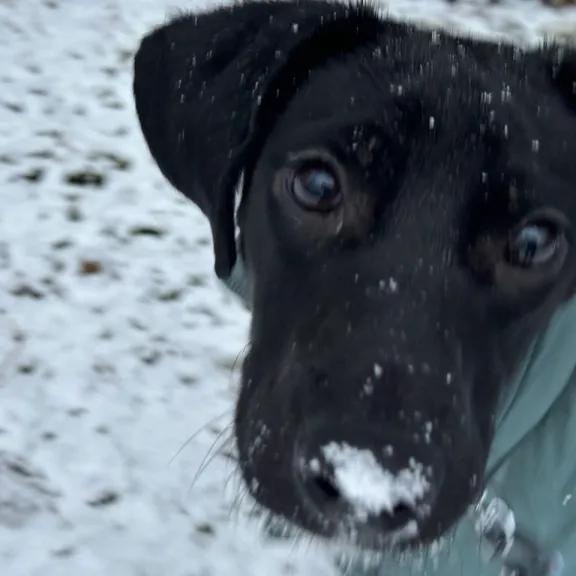 Enlarge Squirrel, a ADOPTABLE mixed breed in Midland, MI image 3/6