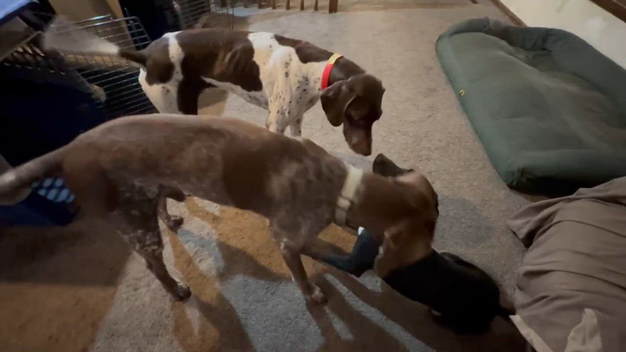 Enlarge Squirrel, a ADOPTABLE mixed breed in Midland, MI video 6/6