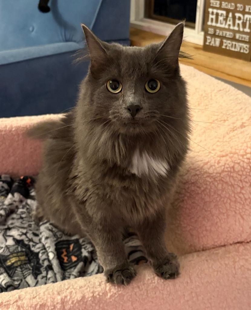 Shale, Adoptable, Adult Female Domestic Long Hair.