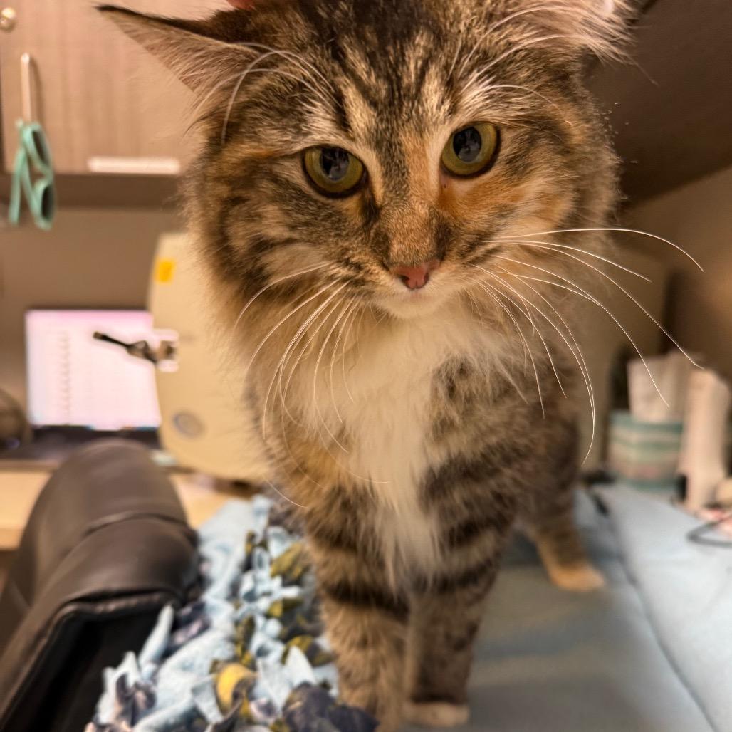 Miracle, Adoptable, Young Female Domestic Long Hair.