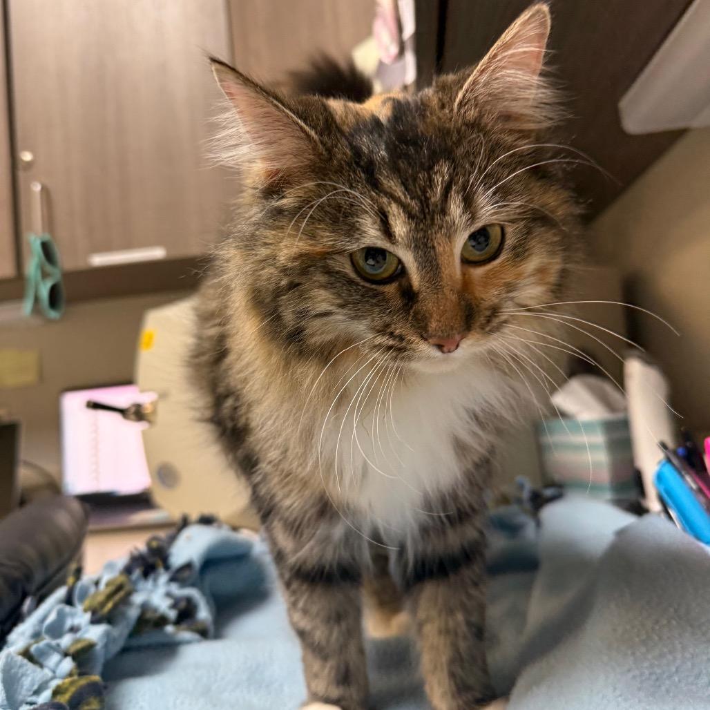 Miracle, a Adoptable Domestic Long Hair in Great Falls, MT image 3/6