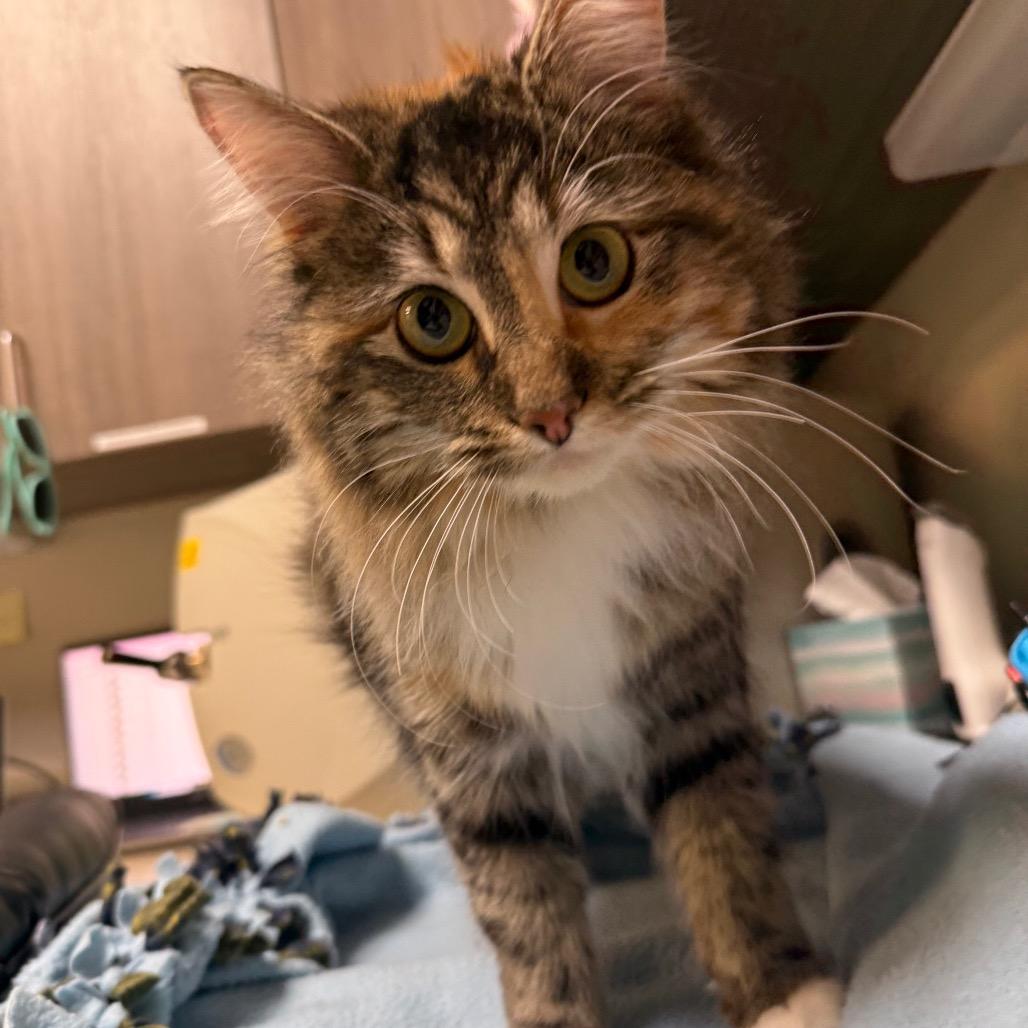 Miracle, a Adoptable Domestic Long Hair in Great Falls, MT image 5/6