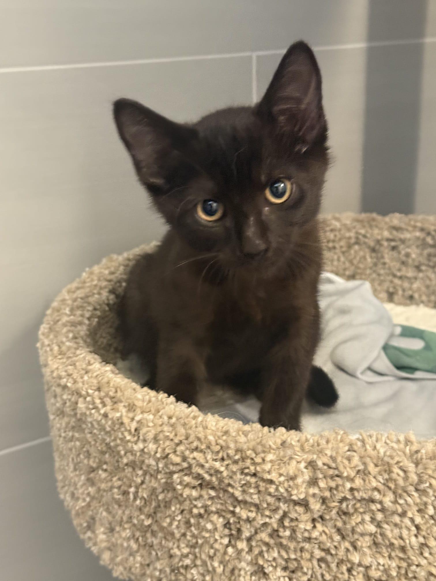 Binx Domestic Short Hair Cat