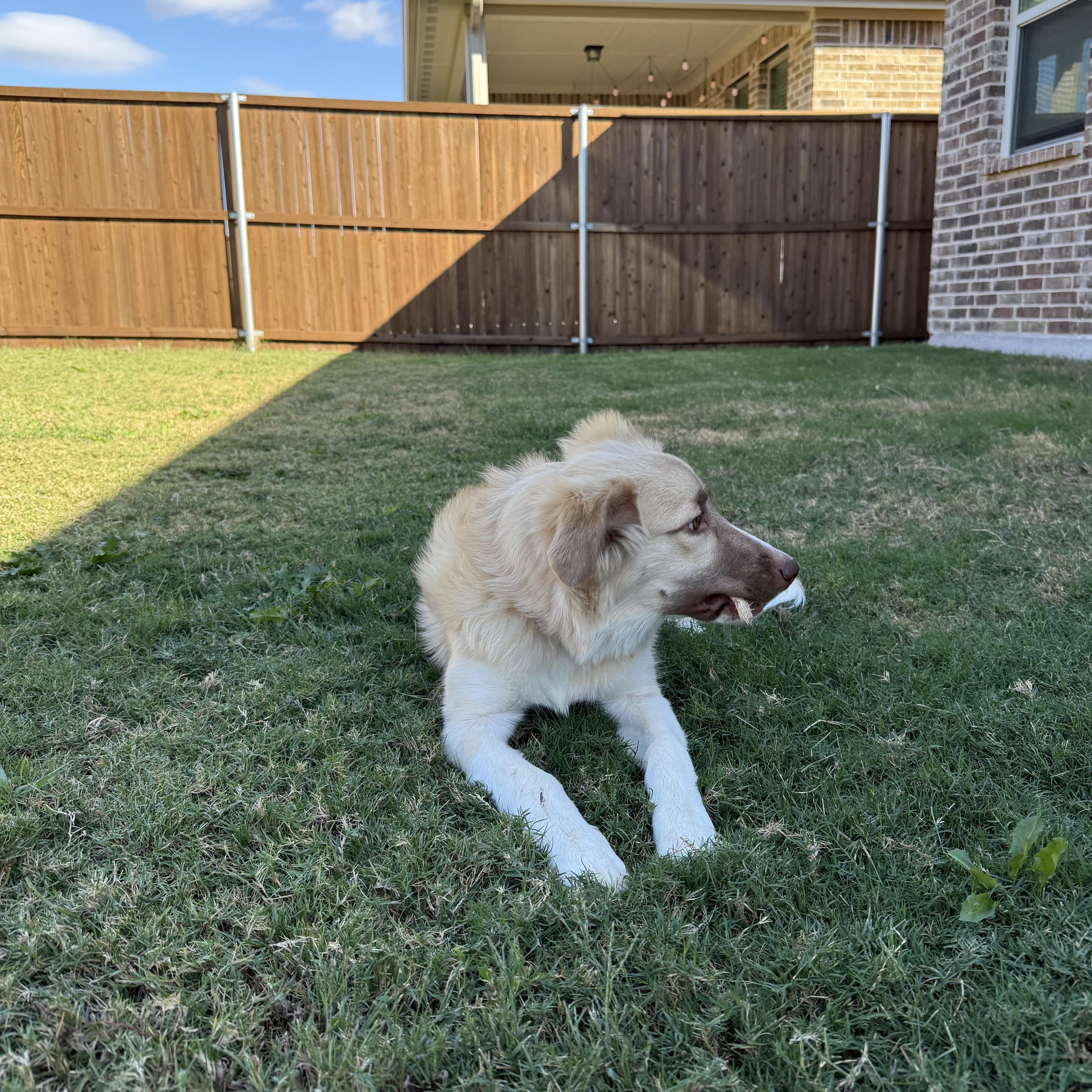 Enlarge Sadie, a Adopted mixed breed in Farmersville, TX image 2/4