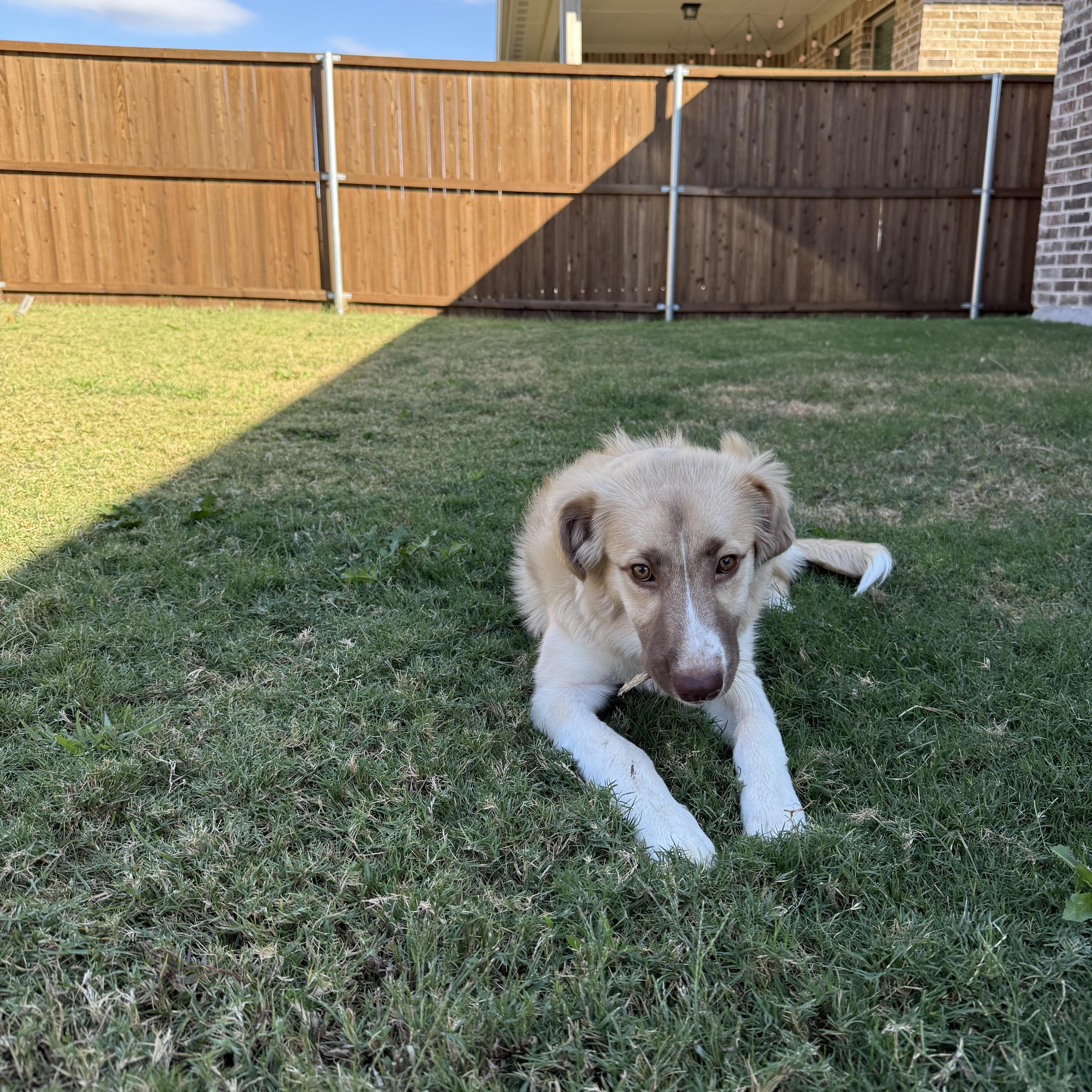 Enlarge Sadie, a Adopted mixed breed in Farmersville, TX image 3/4