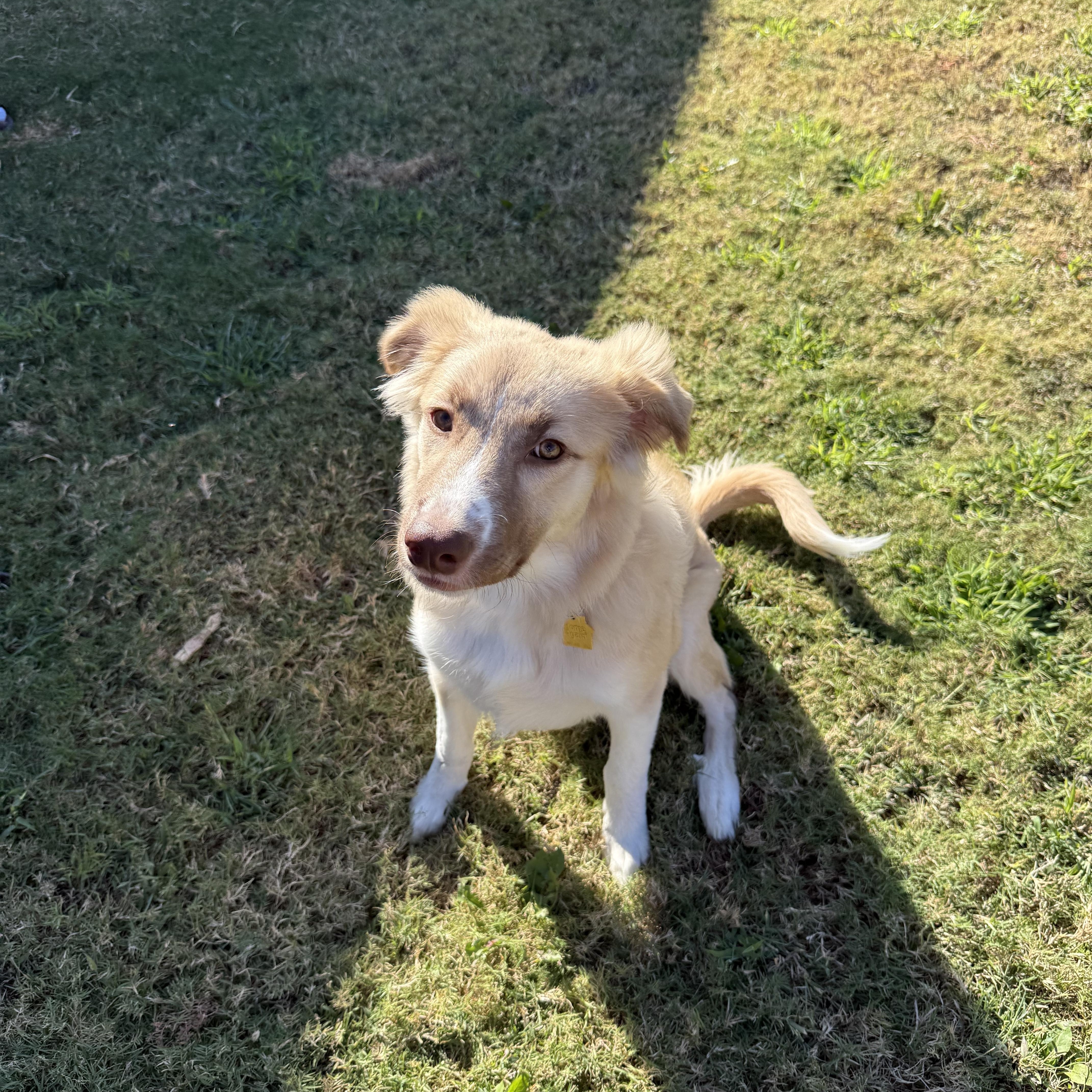 Enlarge Sadie, a Adopted mixed breed in Farmersville, TX image 4/4