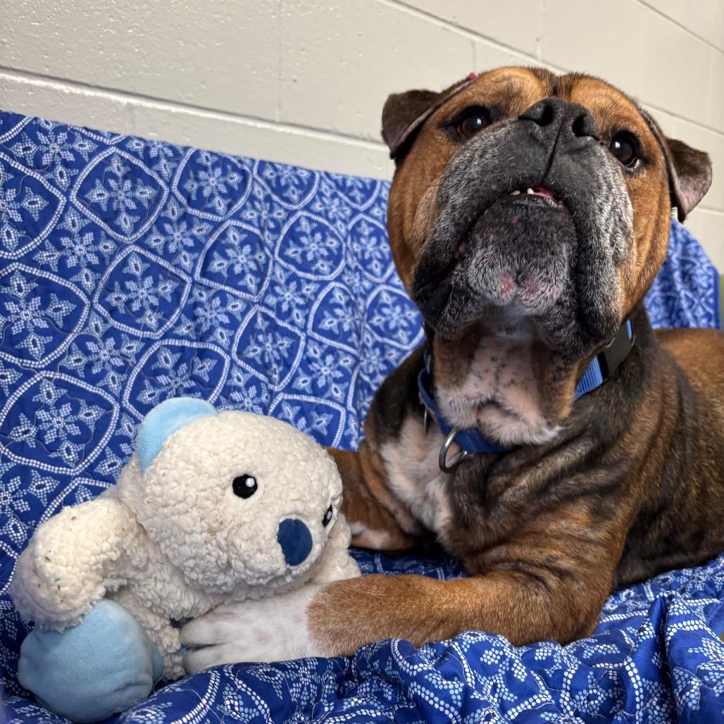 Enlarge Mr. Worldwide, a Adoptable English Bulldog in Brookfield, WI image 3/6