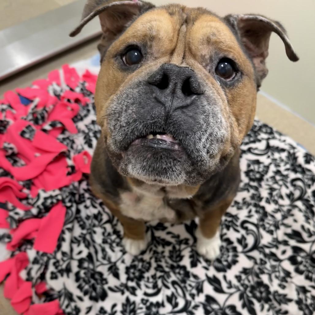 Enlarge Mr. Worldwide, a Adoptable English Bulldog in Brookfield, WI image 4/6