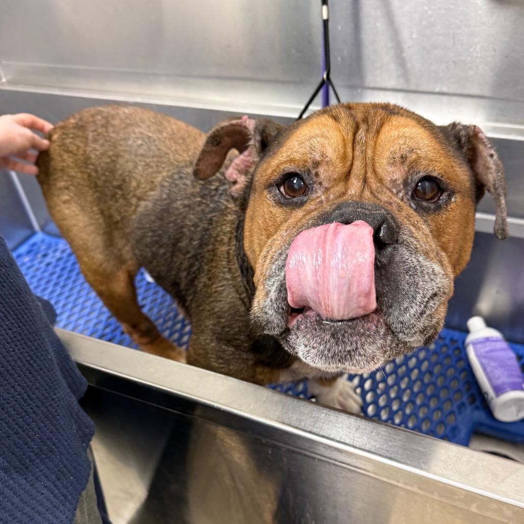 Enlarge Mr. Worldwide, a Adoptable English Bulldog in Brookfield, WI image 5/6