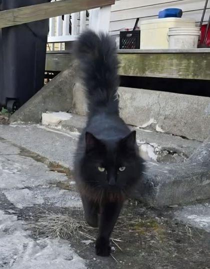 Afro man, Adoptable, Adult Male Domestic Short Hair & Domestic Short Hair.