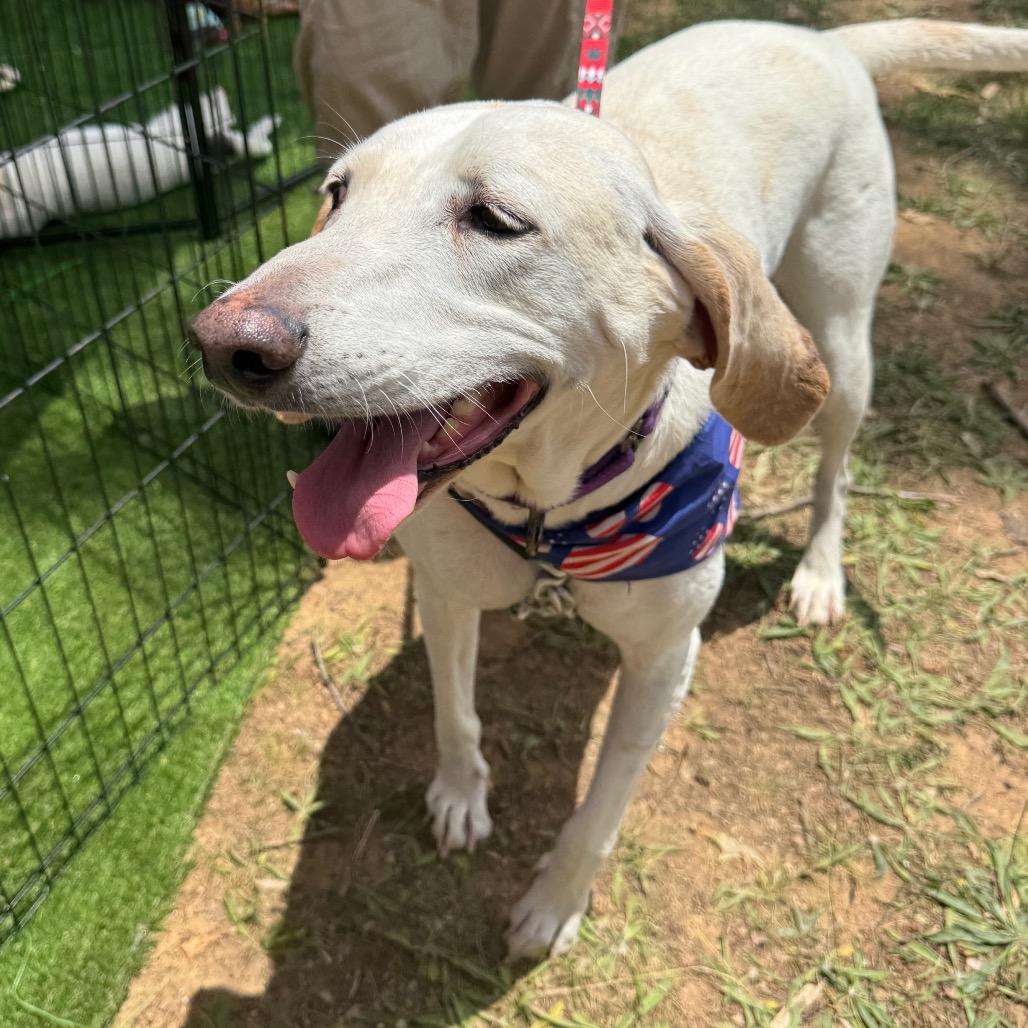 Apollo, Adoptable, Adult Male Mixed Breed.