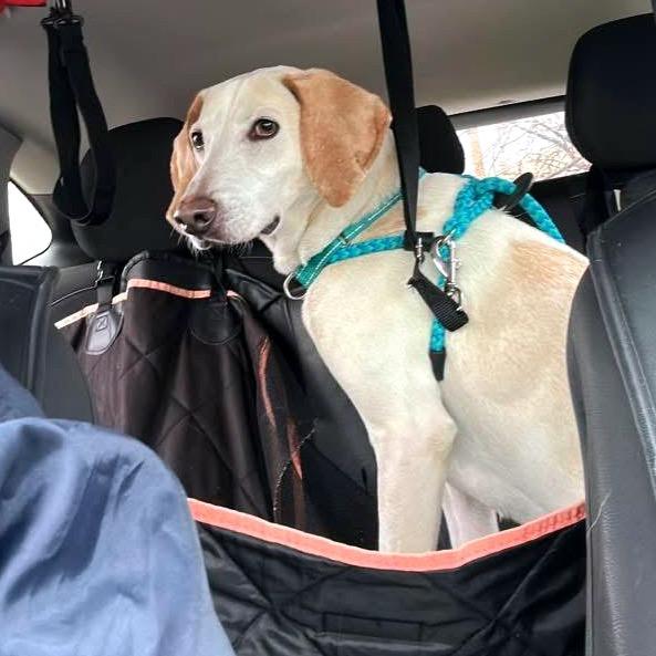 Enlarge Apollo, a Adoptable Mixed Breed in Fredericksburg, VA image 1/4