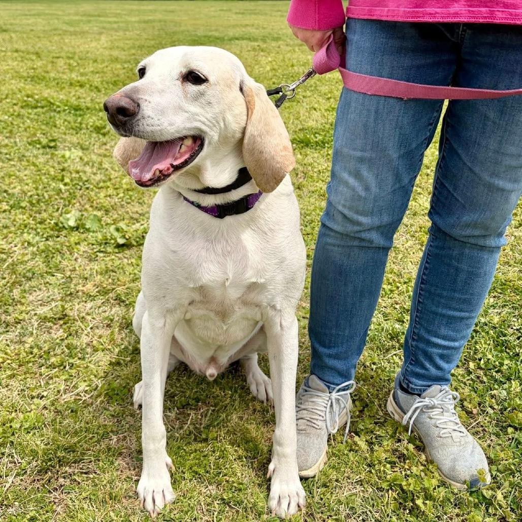 Enlarge Apollo, a Adoptable Mixed Breed in Fredericksburg, VA image 2/4