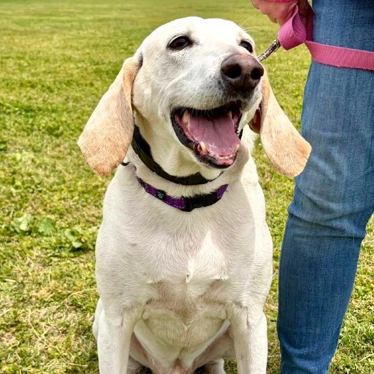 Enlarge Apollo, a Adoptable Mixed Breed in Fredericksburg, VA image 3/4