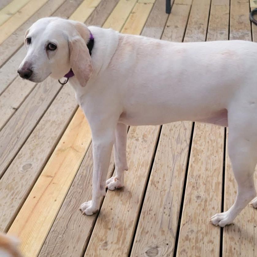 Enlarge Apollo, a Adoptable Mixed Breed in Fredericksburg, VA image 4/4