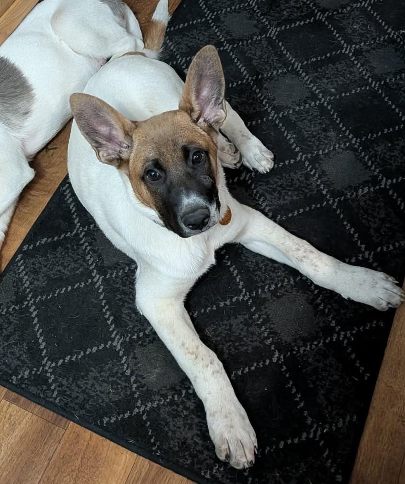 Enlarge Samuel, a Adoptable mixed breed in Hindsboro, IL image 1/6