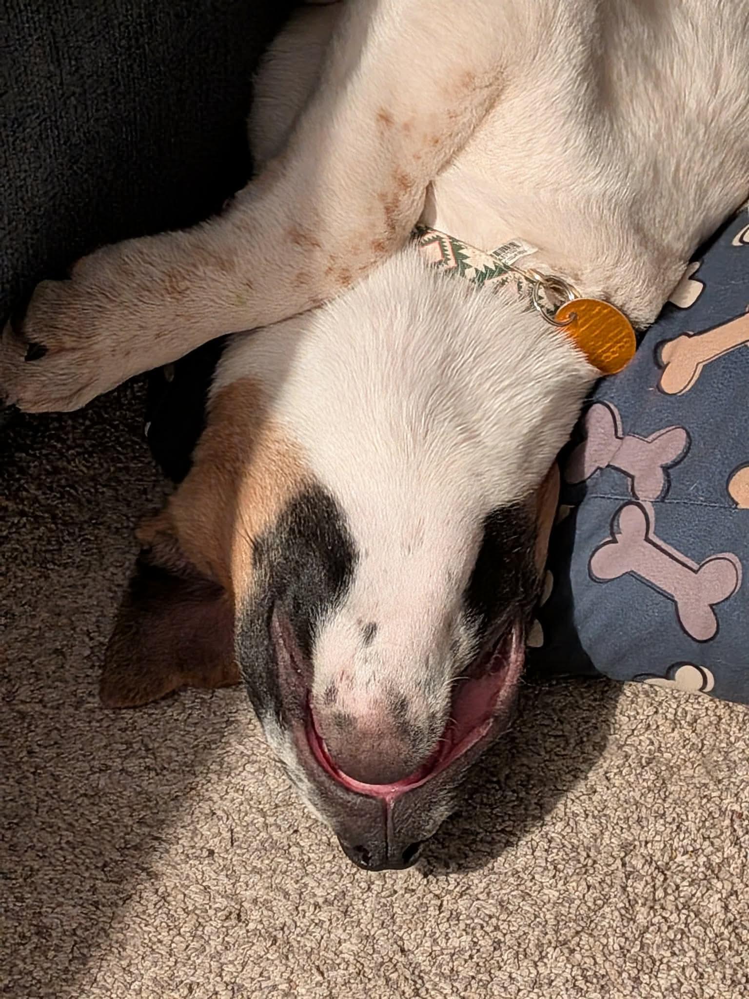 Enlarge Samuel, a Adoptable mixed breed in Hindsboro, IL image 5/6