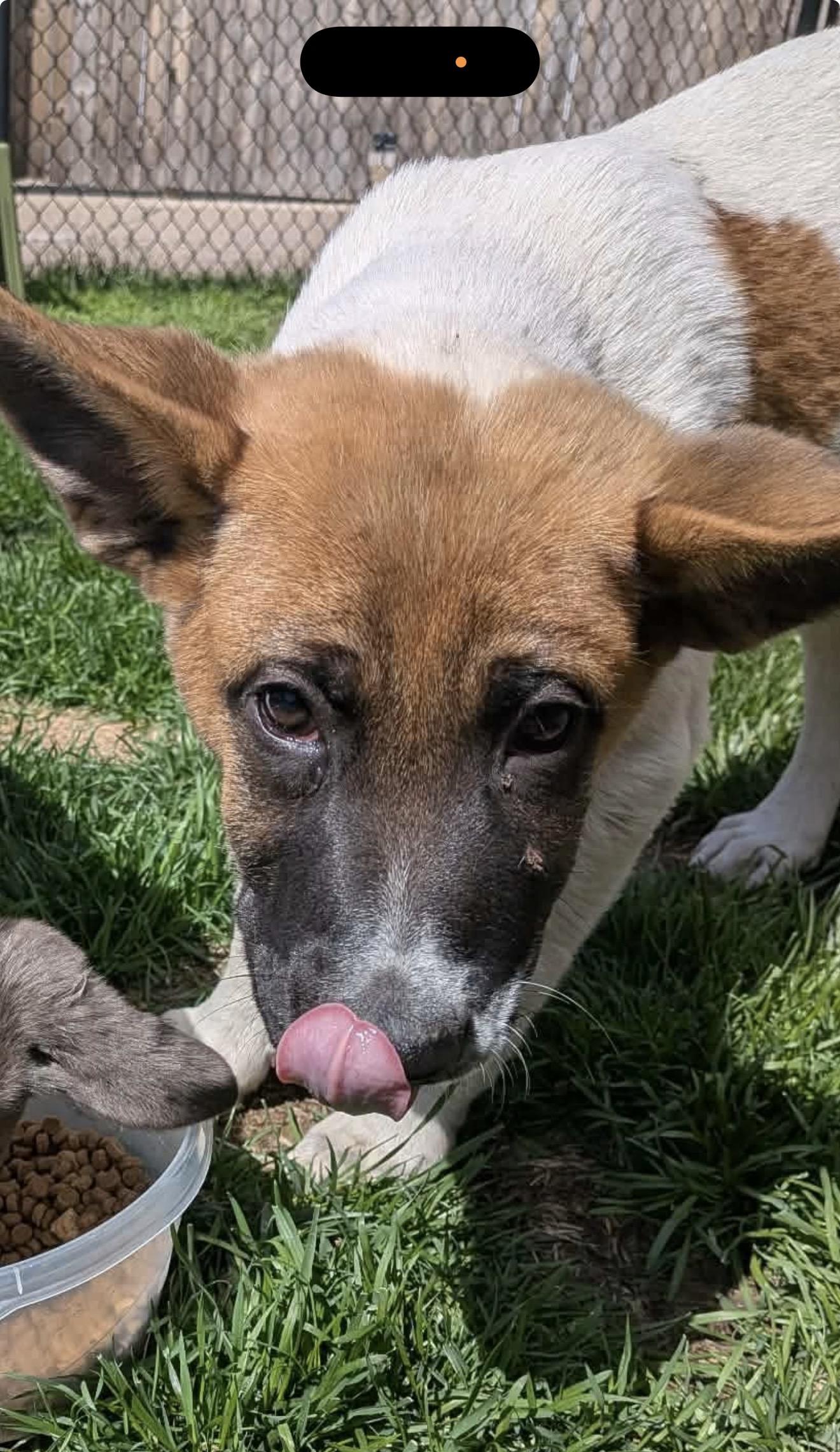 Enlarge Samuel, a Adoptable mixed breed in Hindsboro, IL image 2/6