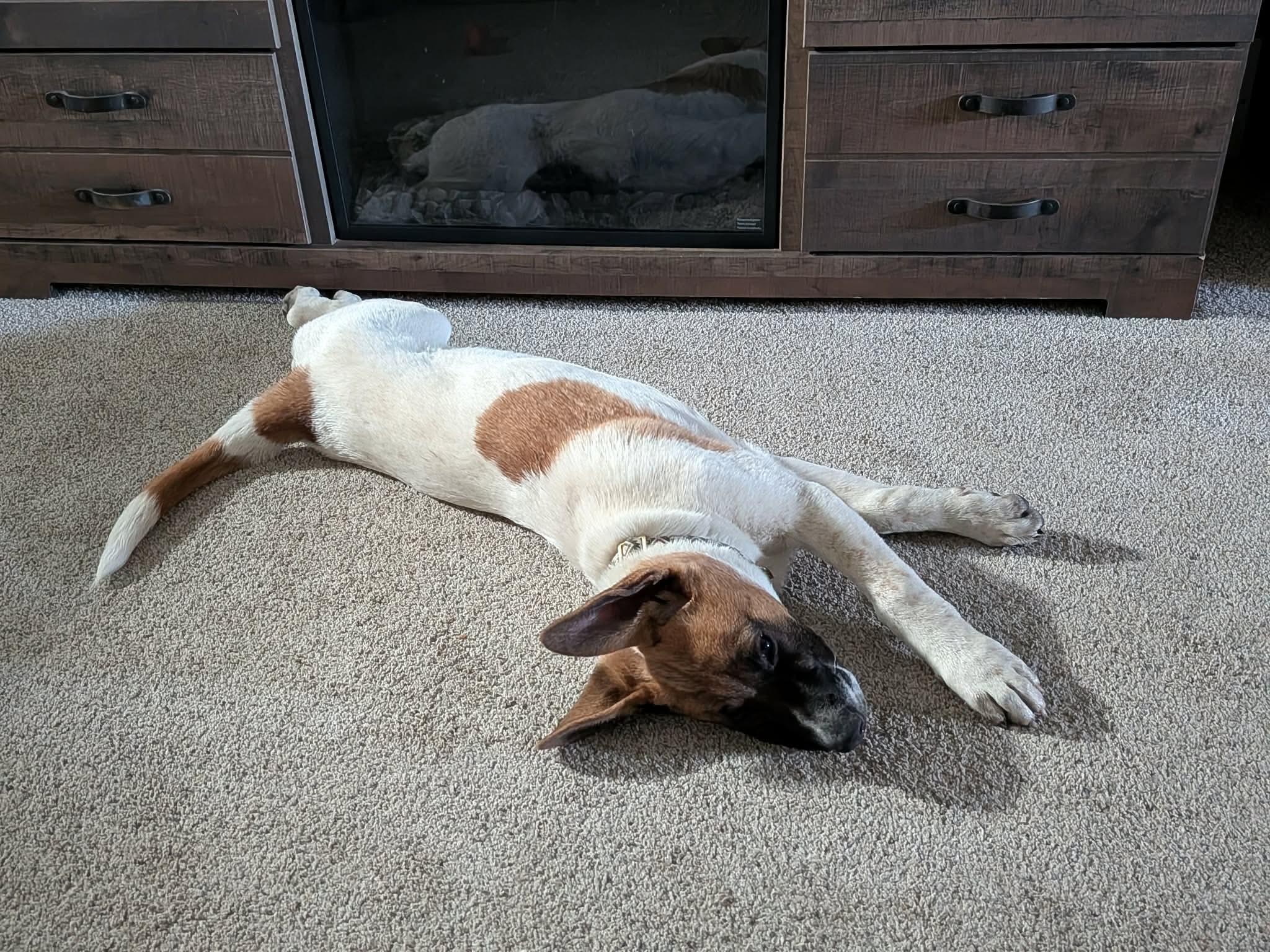 Enlarge Samuel, a Adoptable mixed breed in Hindsboro, IL image 6/6