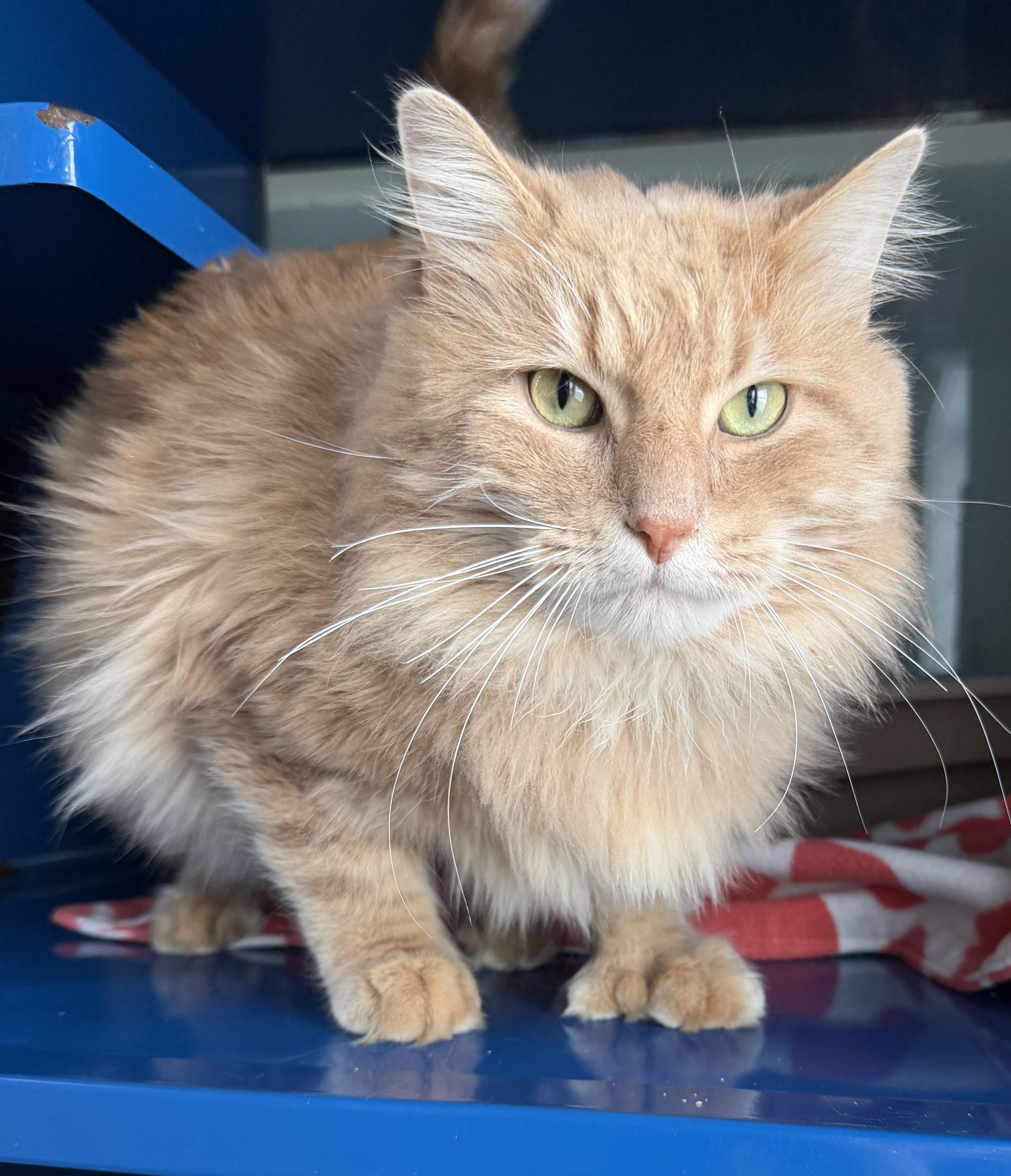 Enlarge Mack, a ADOPTABLE Domestic Medium Hair in Sault Sainte Marie, MI image 2/3