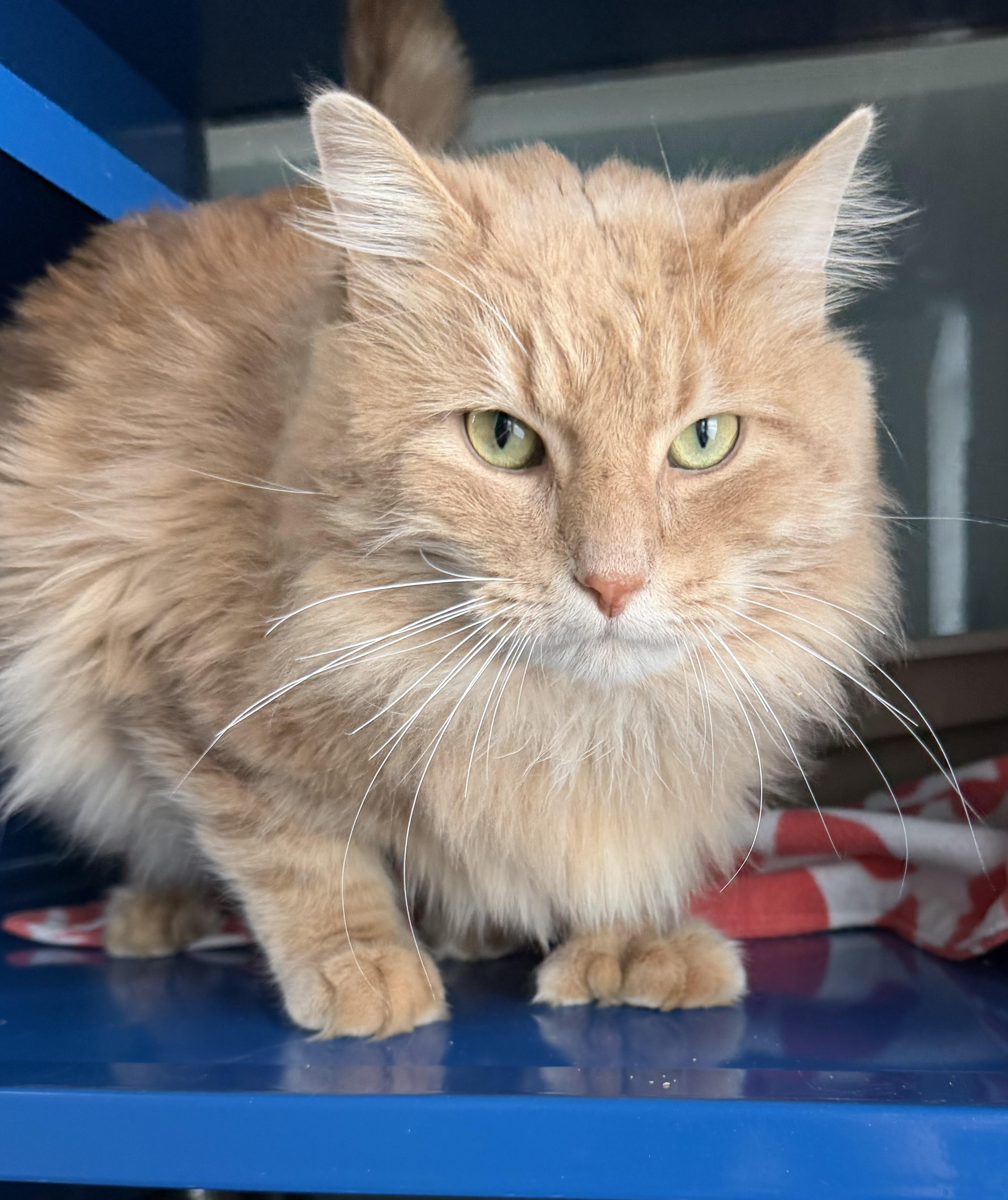 Mack — thumbnail 2