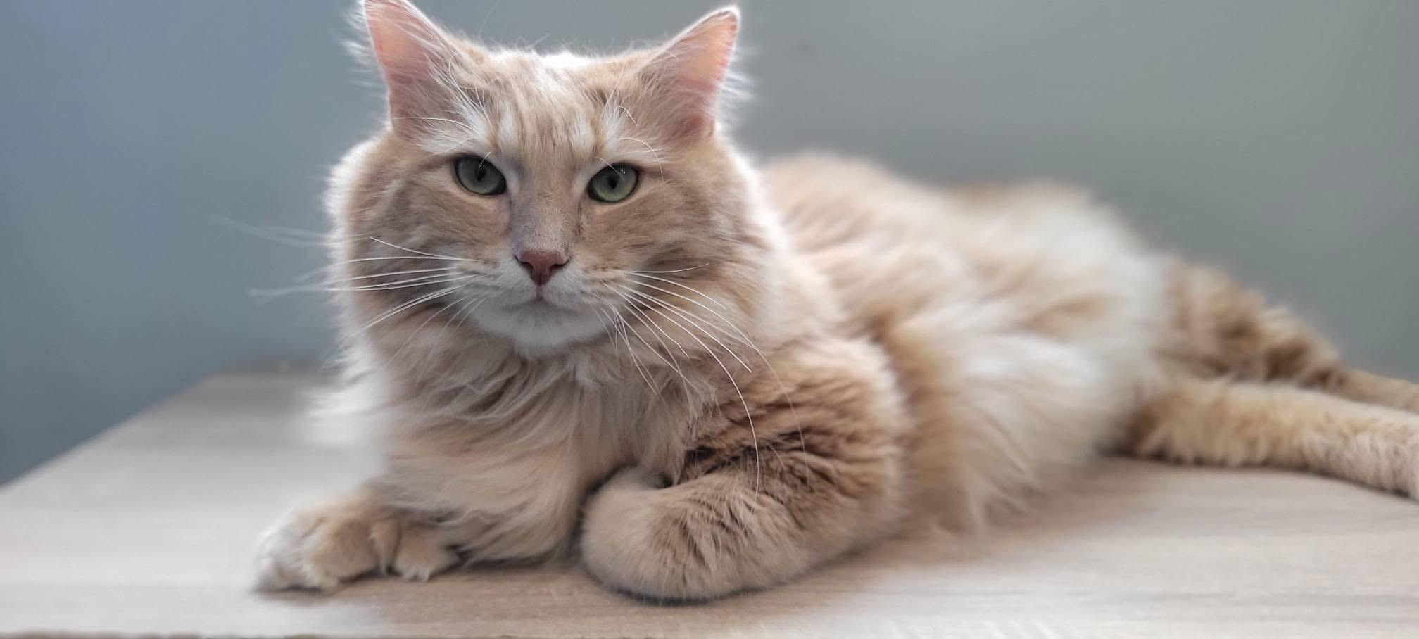 Enlarge Mack, a ADOPTABLE Domestic Medium Hair in Sault Sainte Marie, MI image 1/3