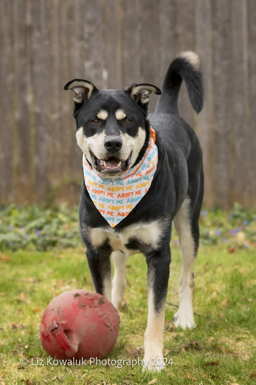 Kai, a Adopted Mixed Breed in Rochester, NY image 1/5