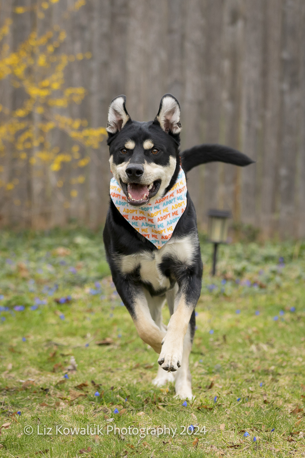 Kai, a Adopted Mixed Breed in Rochester, NY image 2/5