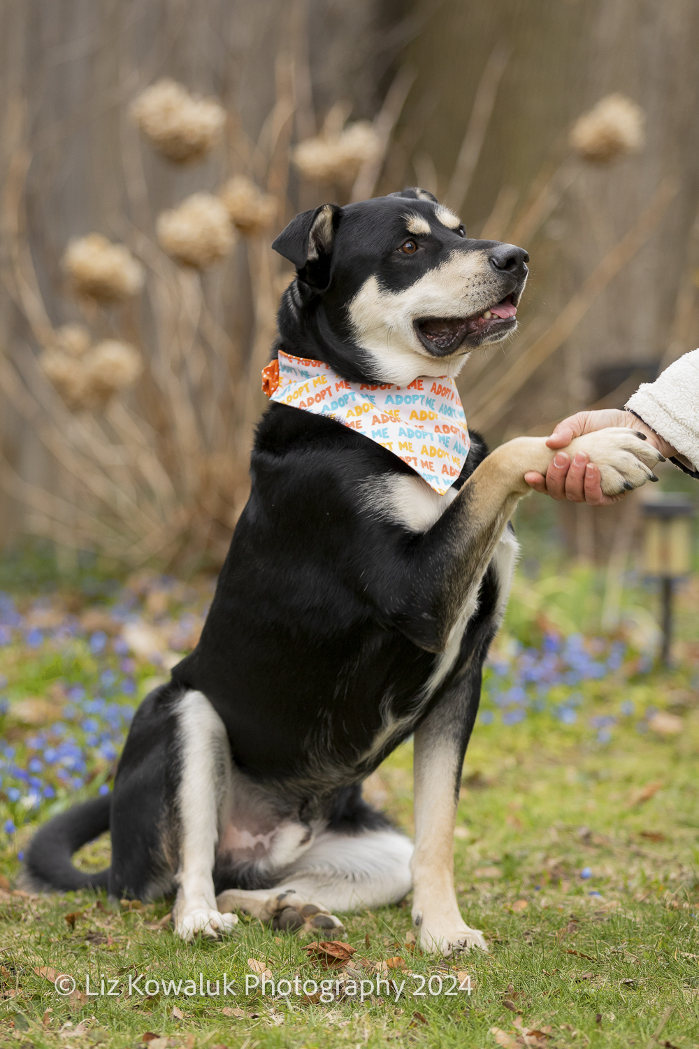 Kai, a Adopted Mixed Breed in Rochester, NY image 4/5