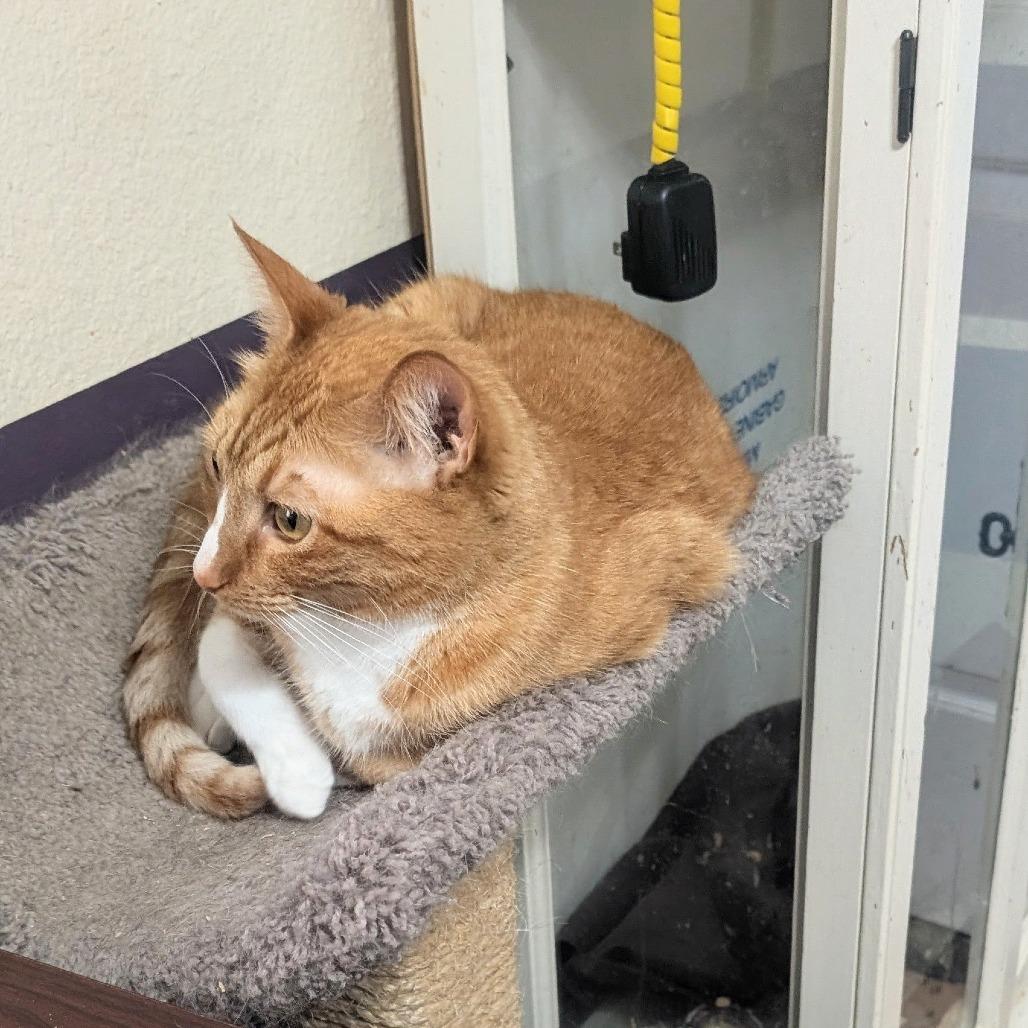 Louden, Adoptable, Adult Male Domestic Short Hair.